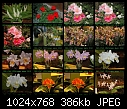 Flower show from Sat. dx sheets - Sheet_001.jpg-sheet_001.jpg