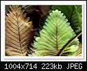Basket Fern-9595-(Drynaria rigidula)-c-9595-basketfern-29-02-10-5d-100.jpg