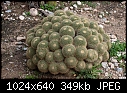 Cannonball cactus-cannonball-cactus.jpg