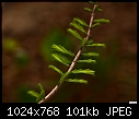 Bald Cypress - Taxodium Distichum 2-bald-cypress-taxodium-distichum-2.jpg
