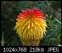 Aloe &amp; bee 2-aloe-bee-2.jpg