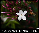 Little white flower-little-white-flower.jpg