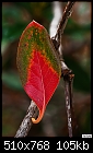 Multicolor leaf-multicolor-leaf.jpg