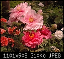 Flower show today-Tree Peony - DSC_2938.JPG (1/1)-dsc_2939.jpg