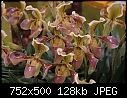 Orchids galore - DSC_2942.JPG (1/1)-dsc_2944.jpg