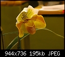 Orchids galore - DSC_2942.JPG (1/1)-dsc_2955.jpg