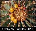 Cactus flowers-cactus-flowers.jpg