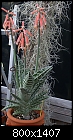 Aloe variegata in full bloom-aloe-variegata-74dsc03876.jpg