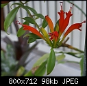 Need to ID-unknown-plant-1st-bloom-red-dsc03868.jpg