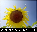 Retro Sunflowers - sunflower-close-2_2005.jpg (1/1)-sunflower-close-2_2005.jpg