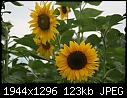 Retro Sunflowers - Sunflowers-2-web.jpg (1/1)-sunflowers-2-web.jpg