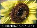Retro Sunflowers - Sunflower_6543.jpg (1/1)-sunflower_6543.jpg