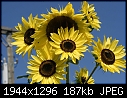 Retro Sunflowers - Sunflowers-Arikara-5.jpg (1/1)-sunflowers-arikara-5.jpg