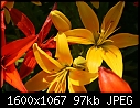 Retro Lilies - Lilies-Yellow-sun_5960.jpg (1/1)-lilies-yellow-sun_5960.jpg