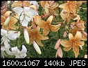 Retro Lilies - Lilies-Oriental_group_6128.jpg (1/1)-lilies-oriental_group_6128.jpg