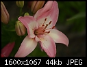 Retro Lilies - Lilies-Pink_5772.jpg (1/1)-lilies-pink_5772.jpg