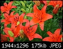 Retro Lilies - Lillies-Red-Wet-3.jpg (1/1)-lillies-red-wet-3.jpg