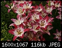 Retro Lilies - Lilies-Lollipop_5808.jpg (1/1)-lilies-lollipop_5808.jpg