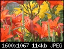 Retro Lilies - Lilies-group_6118.jpg (1/1)-lilies-group_6118.jpg