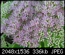Retro Macros - Sedum-flowers_2005.jpg (1/1)-sedum-flowers_2005.jpg