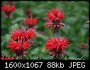 Retro Macros - Bee-Balm-Red_5786.jpg (1/1)-bee-balm-red_5786.jpg