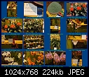 Flower show indexes - flowershow 3-1-10 1.jpg-flowershow-3-1-10-1.jpg