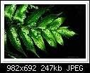 Holly Fern-9739-(Cyrtomium falcatum)-c-9793-hollyfern-13-03-10-5d-100.jpg