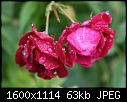 Miscellaneous Flowers - Rose-Red_5827.jpg (1/1)-rose-red_5827.jpg