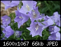 Miscellaneous Flowers - Bellflowers-CU.jpg (1/1)-bellflowers-cu.jpg