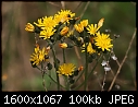 Miscellaneous Flowers - Kings-Devil_5575.jpg (1/1)-kings-devil_5575.jpg