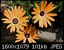 Miscellaneous Flowers - Orange-Osteospermum-4.jpg (1/1)-orange-osteospermum-4.jpg