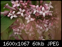 Miscellaneous Flowers - Lilac-Flowers-5.jpg (1/1)-lilac-flowers-5.jpg
