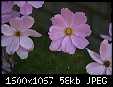 Miscellaneous Flowers - Cosmos-Pink.jpg (1/1)-cosmos-pink.jpg