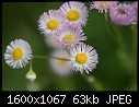 Miscellaneous Flowers - Aster-purple_5421.jpg (1/1)-aster-purple_5421.jpg