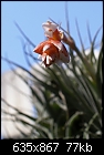 Tillandsia in bloom-t-recurvifolia-marchdsc03884.jpg