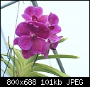 Vanda - orchid-v-pat-delight-1299-03895.jpg
