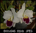 -lc-mildred-rives-orchidglade-1008-00013.jpg