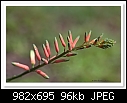 Aloe Hybrid-9806-(aries)-c-9806-aloe-13-03-10-5d-100.jpg