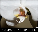 White orchid-white-orchid.jpg