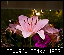 Pink Lily-pink-lily.jpg