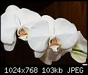 White orchid-white-orchids.jpg