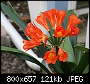 Lily-amaryllis-lilydsc00033.jpg