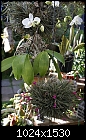 Tillandsia ball with Phalaenopsis-t-argentina-352-dsc00024.jpg