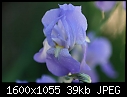Macro Flowers - Iris-Blue-3.jpg (1/1)-iris-blue-3.jpg
