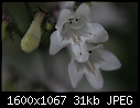 Macro Flowers - White-Flower_5645.jpg (1/1)-white-flower_5645.jpg
