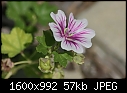 Macro Flowers - UFO-Flower_6426.jpg (1/1)-ufo-flower_6426.jpg
