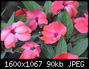 Macro Flowers - NGI_6705.jpg (1/1)-ngi_6705.jpg