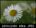 Macro Flowers - Daisy-Fleabane_6230.jpg (1/1)-daisy-fleabane_6230.jpg