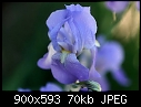 Macro Flowers - White-Flower_5645.jpg (1/1)-iris-blue-3a.jpg