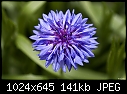 Blue cornflower-blue-cornflower.jpg